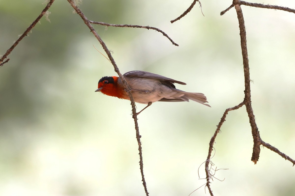 Dreifarben-Waldsänger - ML638332741