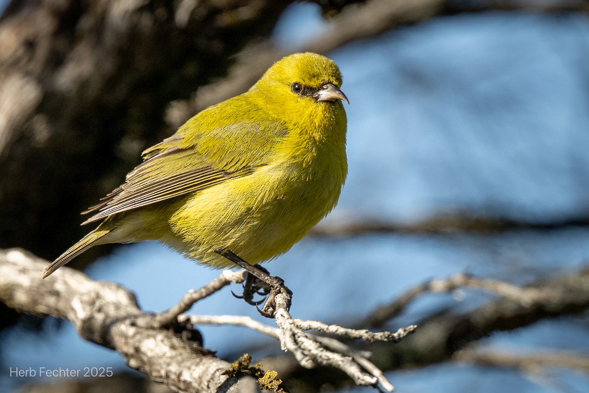 Hawaii-Amakihikleidervogel (wilsoni) - ML638332744