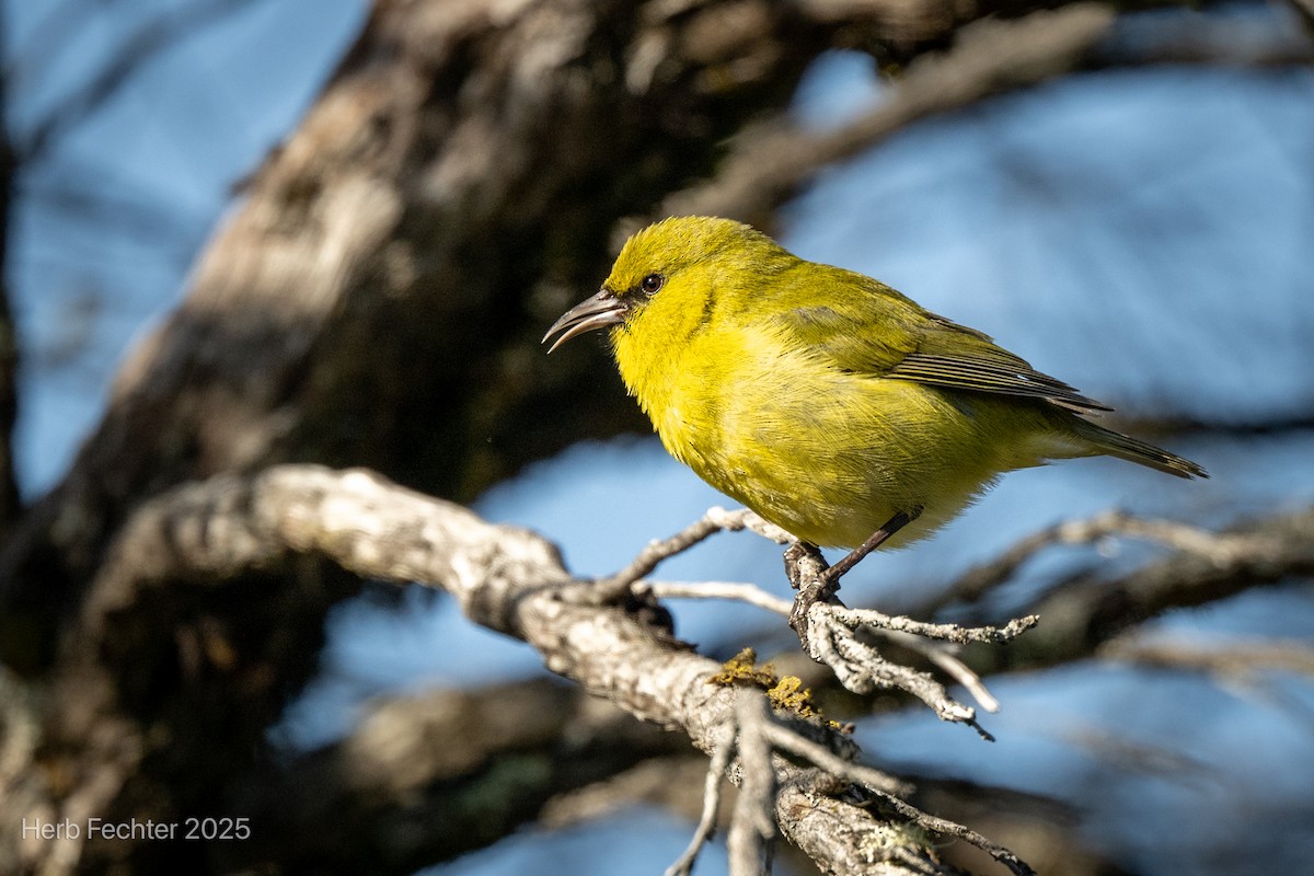 Hawaii-Amakihikleidervogel (wilsoni) - ML638332745