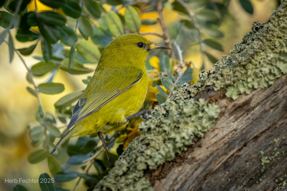 Hawaii-Amakihikleidervogel (wilsoni) - ML638332746