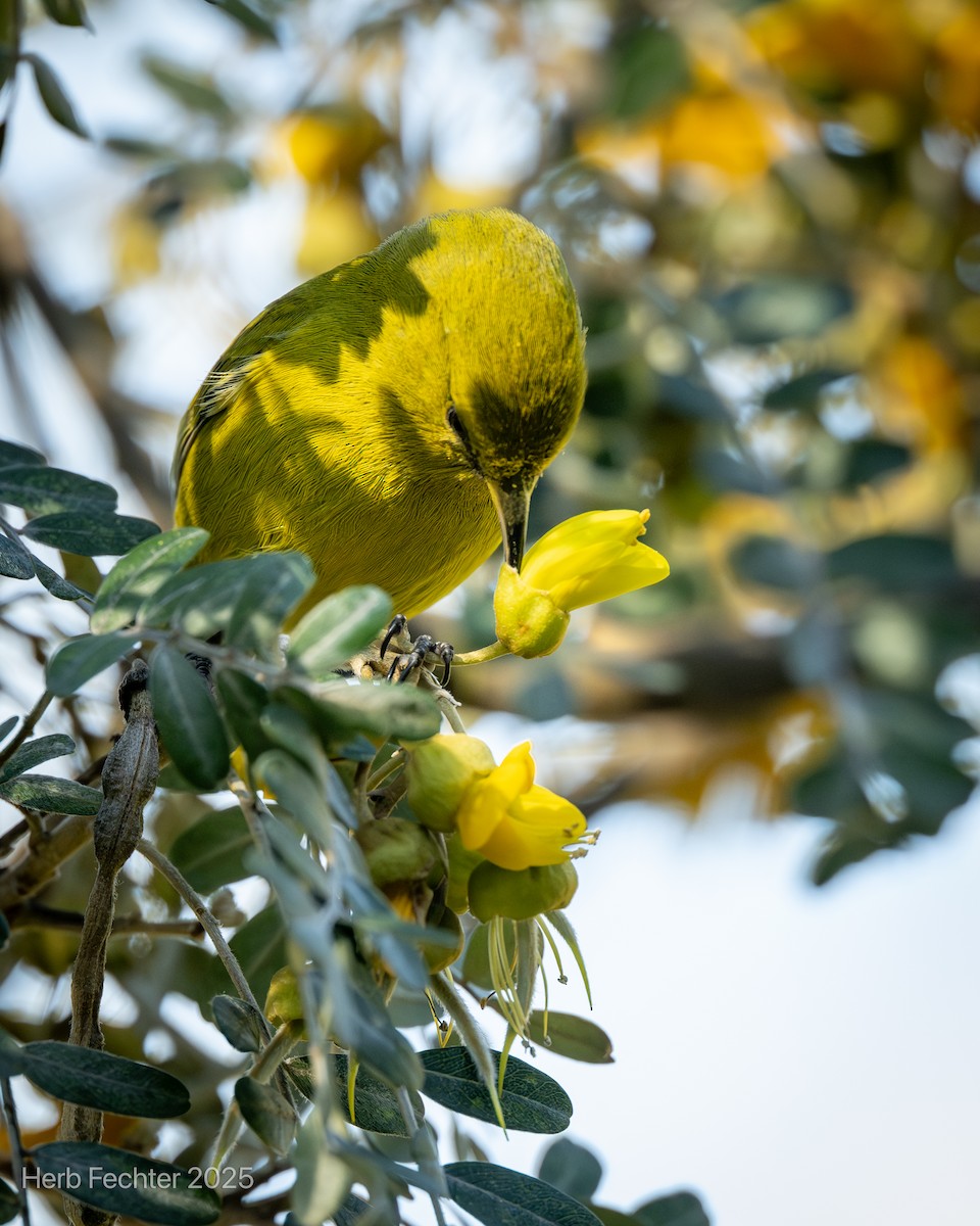 Hawaii-Amakihikleidervogel (wilsoni) - ML638332747