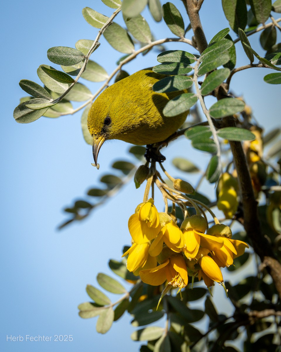Hawaii-Amakihikleidervogel (wilsoni) - ML638332748