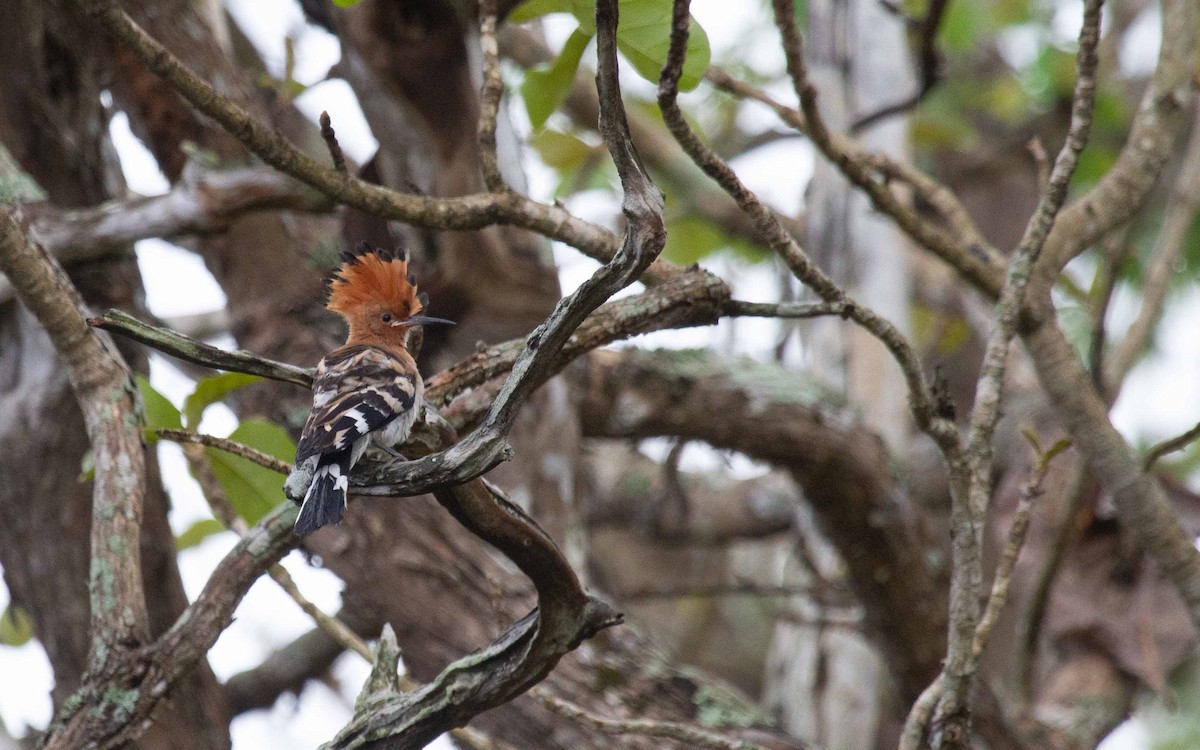 Eurasian Hoopoe - ML638332772