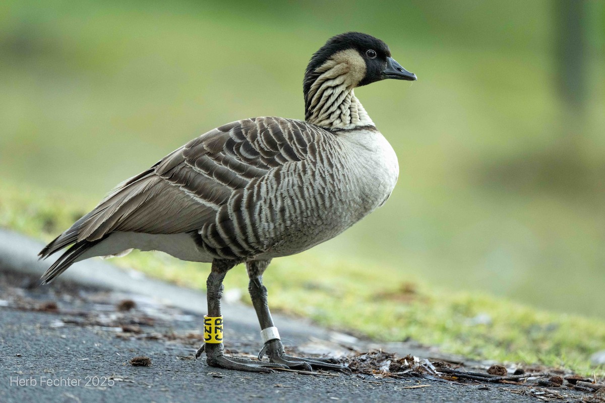 Hawaiian Goose - ML638332810