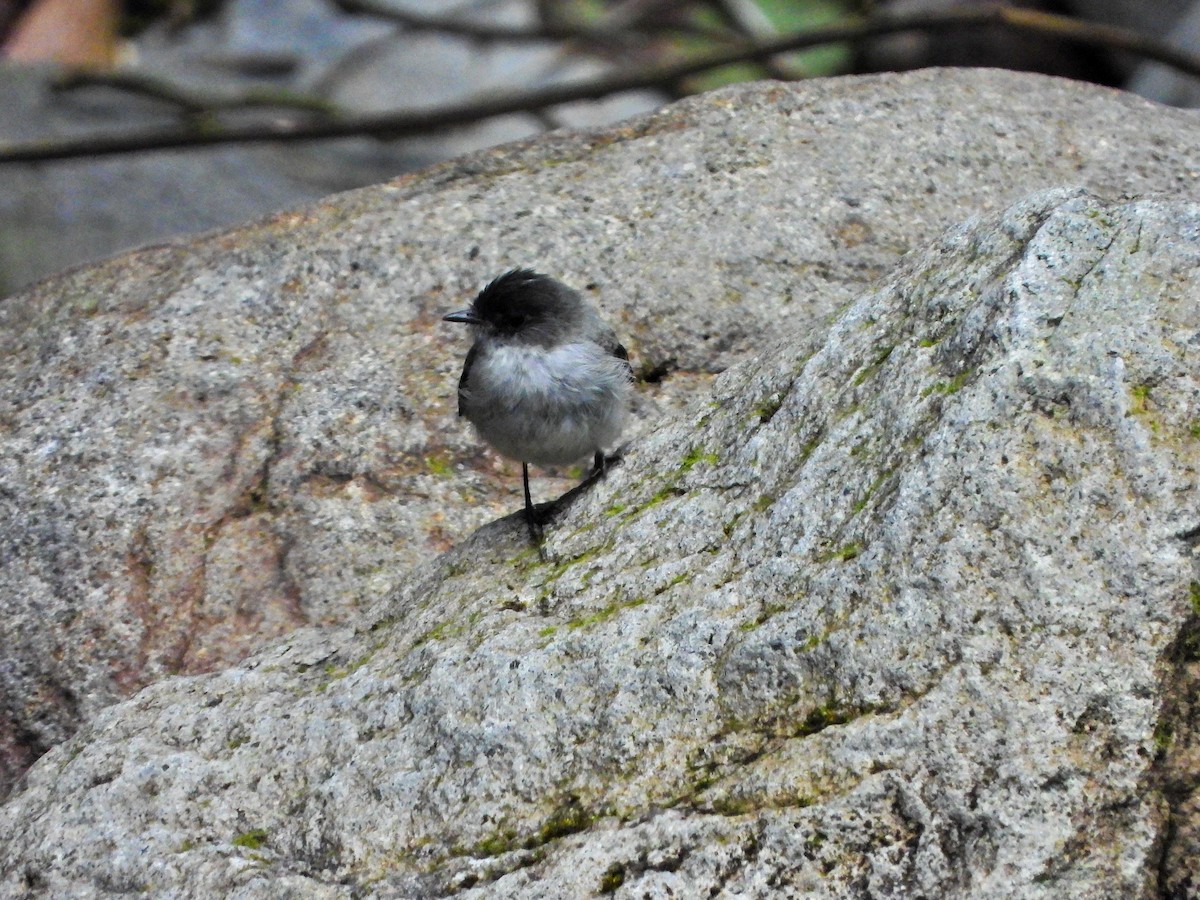 Torrent Tyrannulet - ML638332813