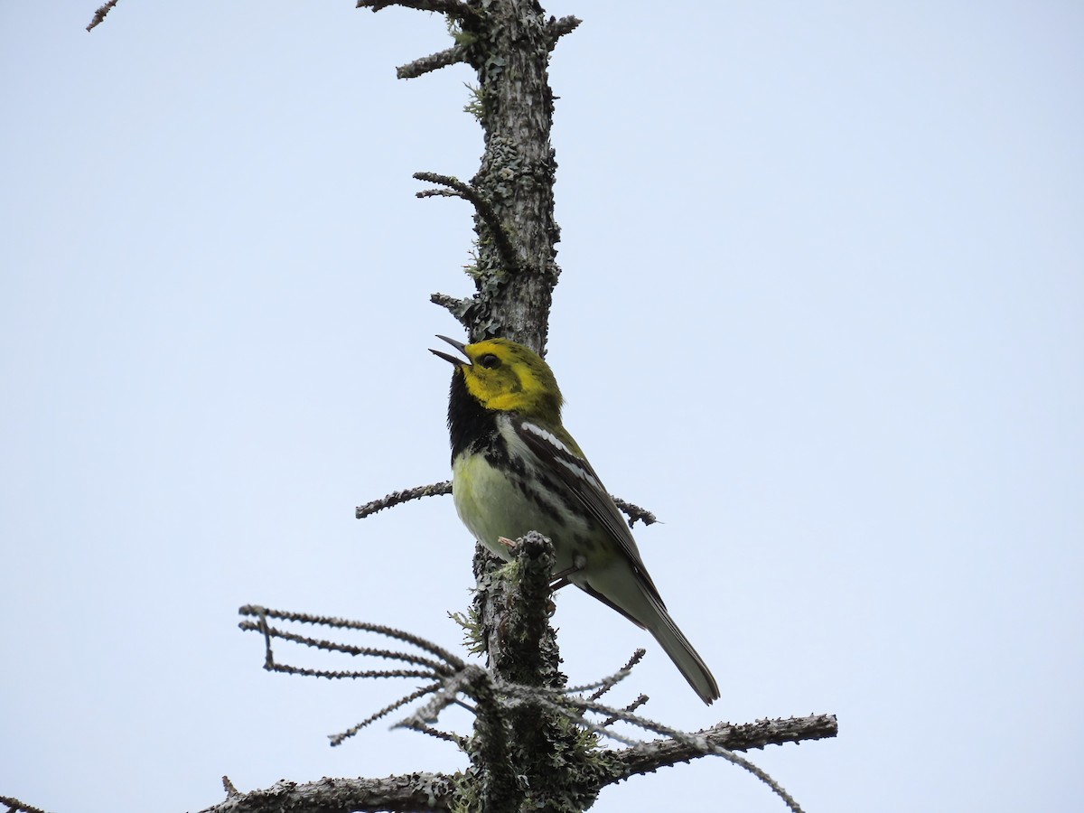 Grünmantel-Waldsänger - ML638332835