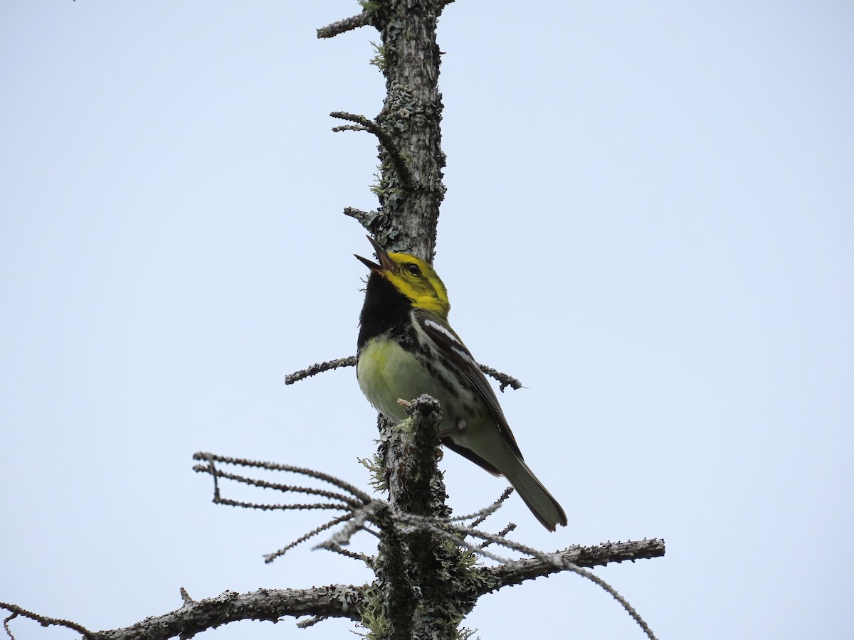 Grünmantel-Waldsänger - ML638332836