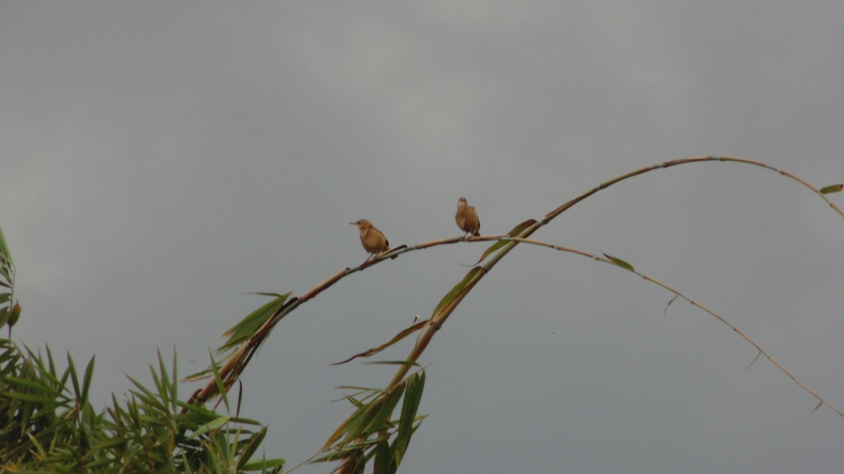 Rufous Hornero - ML638332841