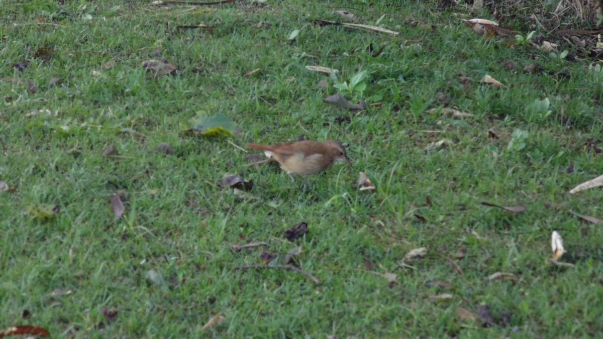 Rufous Hornero - ML638332843