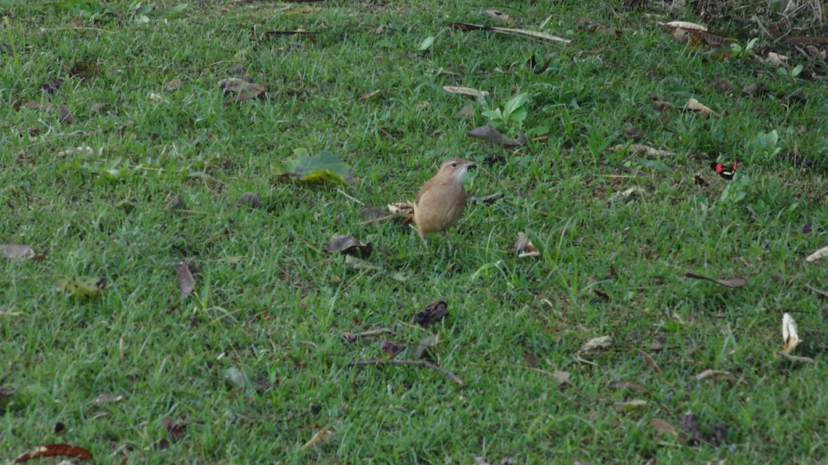 Rufous Hornero - ML638332844