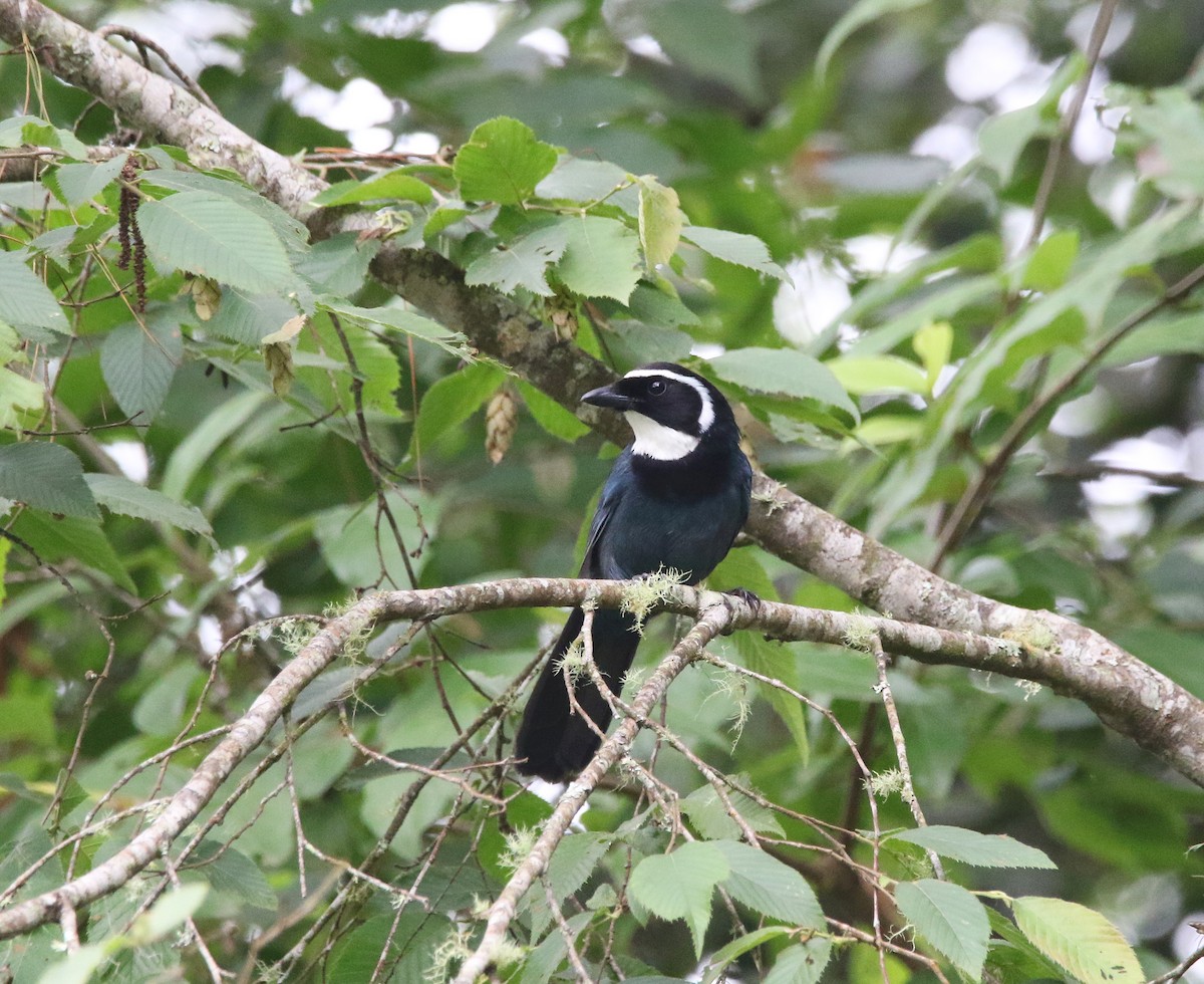 White-throated Jay - ML638332890