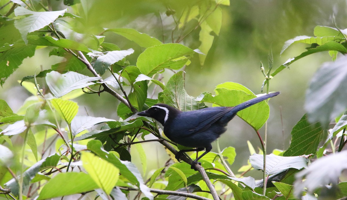 White-throated Jay - ML638332891