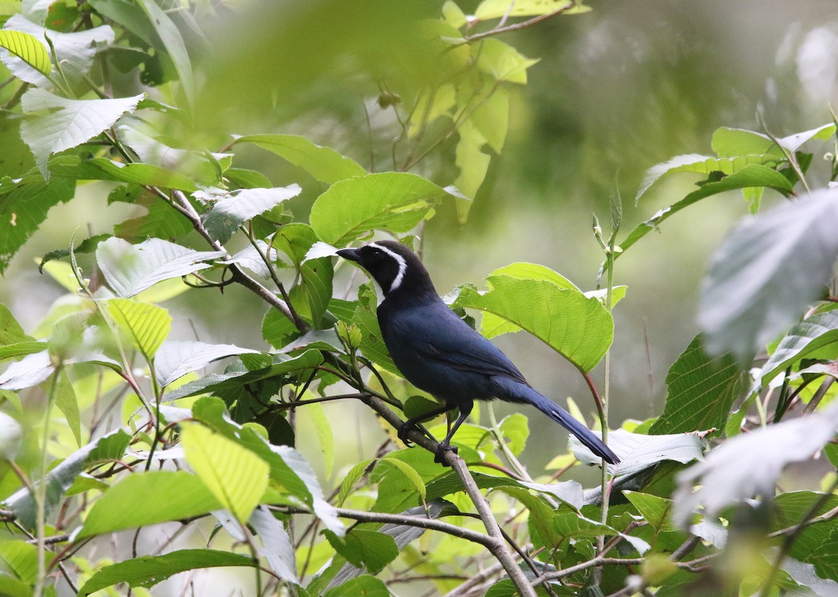 White-throated Jay - ML638332892