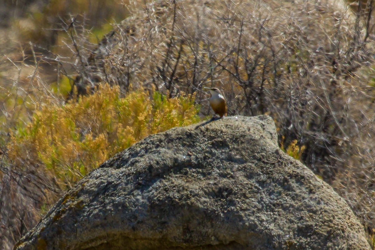 Canyon Wren - ML638332925