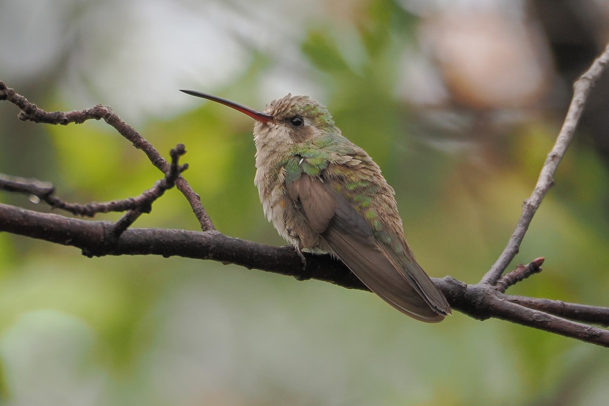Broad-billed Hummingbird - ML638332946