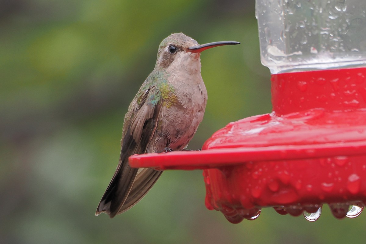 Broad-billed Hummingbird - ML638332947