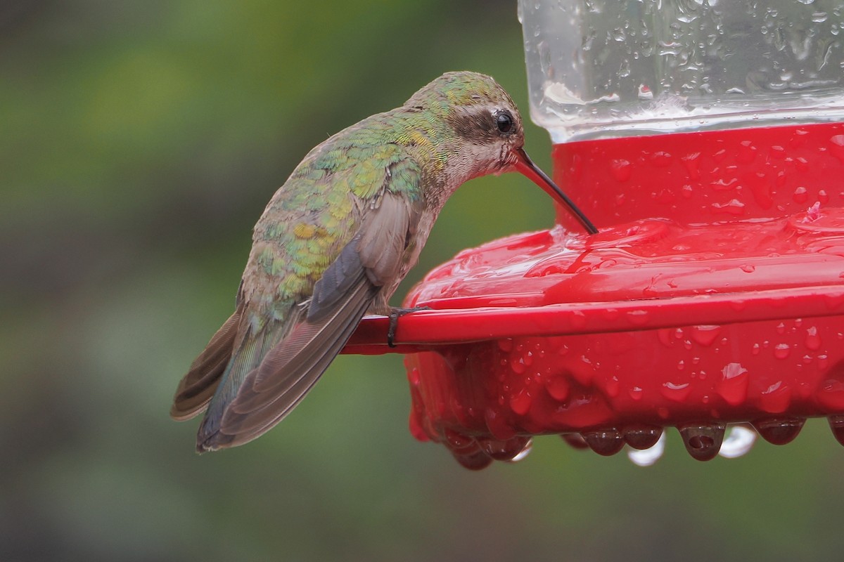 Broad-billed Hummingbird - ML638332948