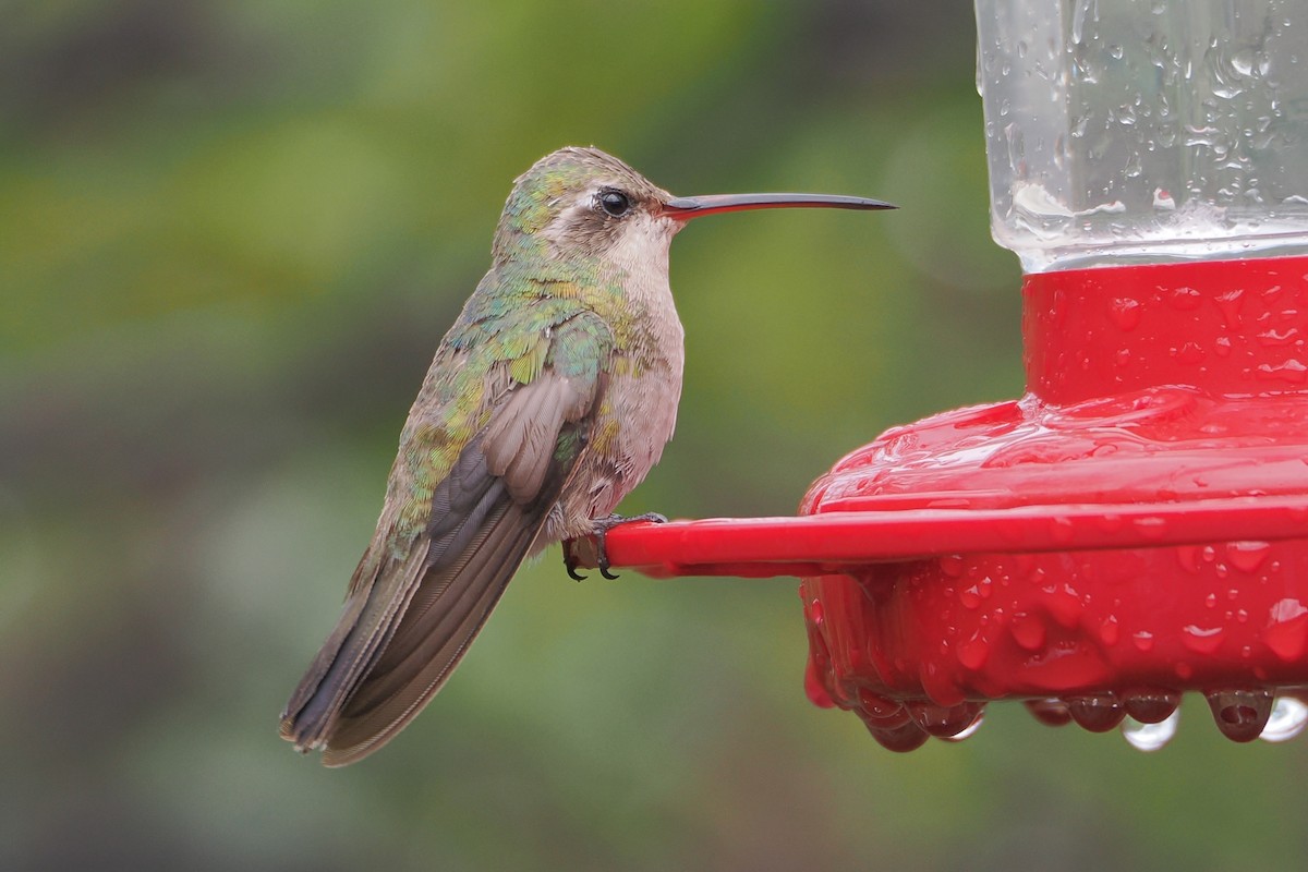 Broad-billed Hummingbird - ML638332949
