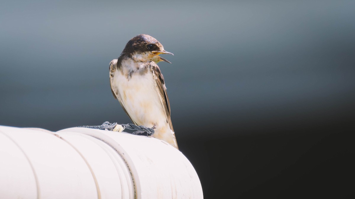 Barn Swallow - ML638332951