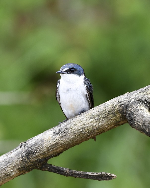 Mangrove Swallow - ML638332959