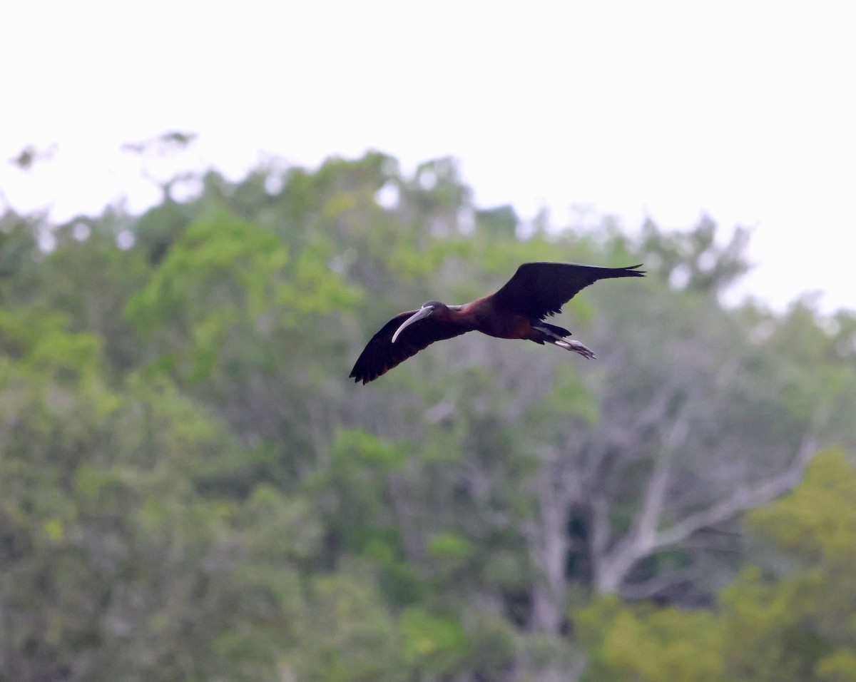 Glossy Ibis - ML638332960