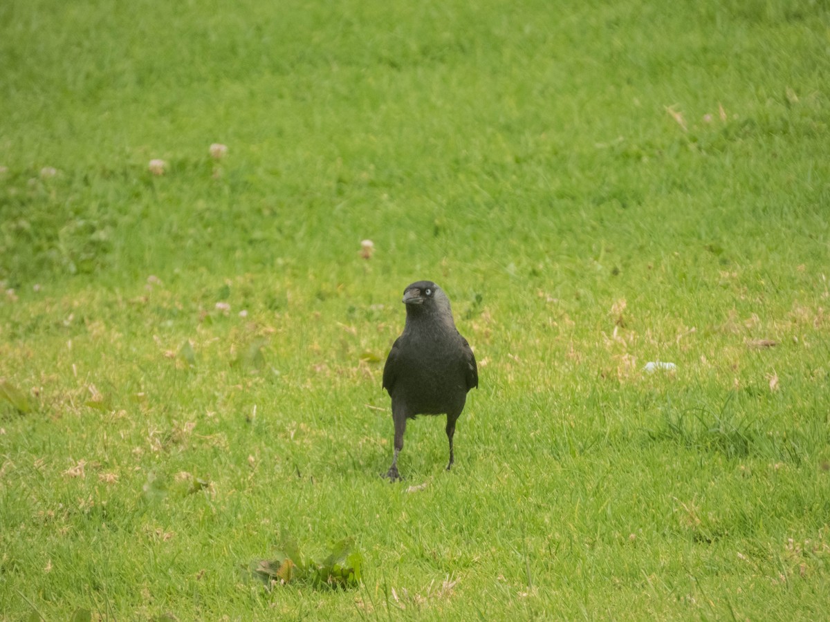 Eurasian Jackdaw - ML638332964