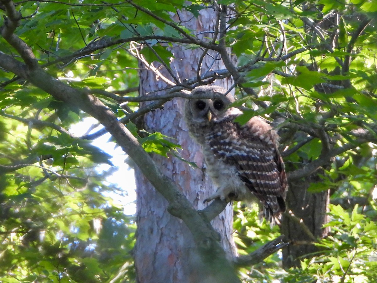 Barred Owl - ML638332967