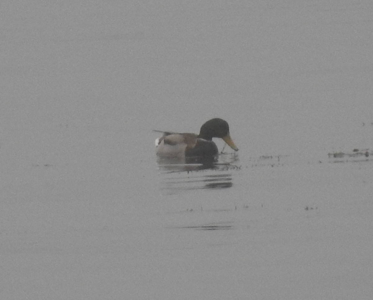 Mallard - ML638332968