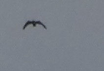 Red-tailed Hawk - ML638332976