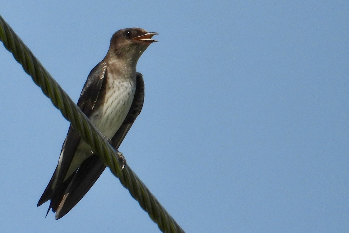 Purple Martin - ML638332977