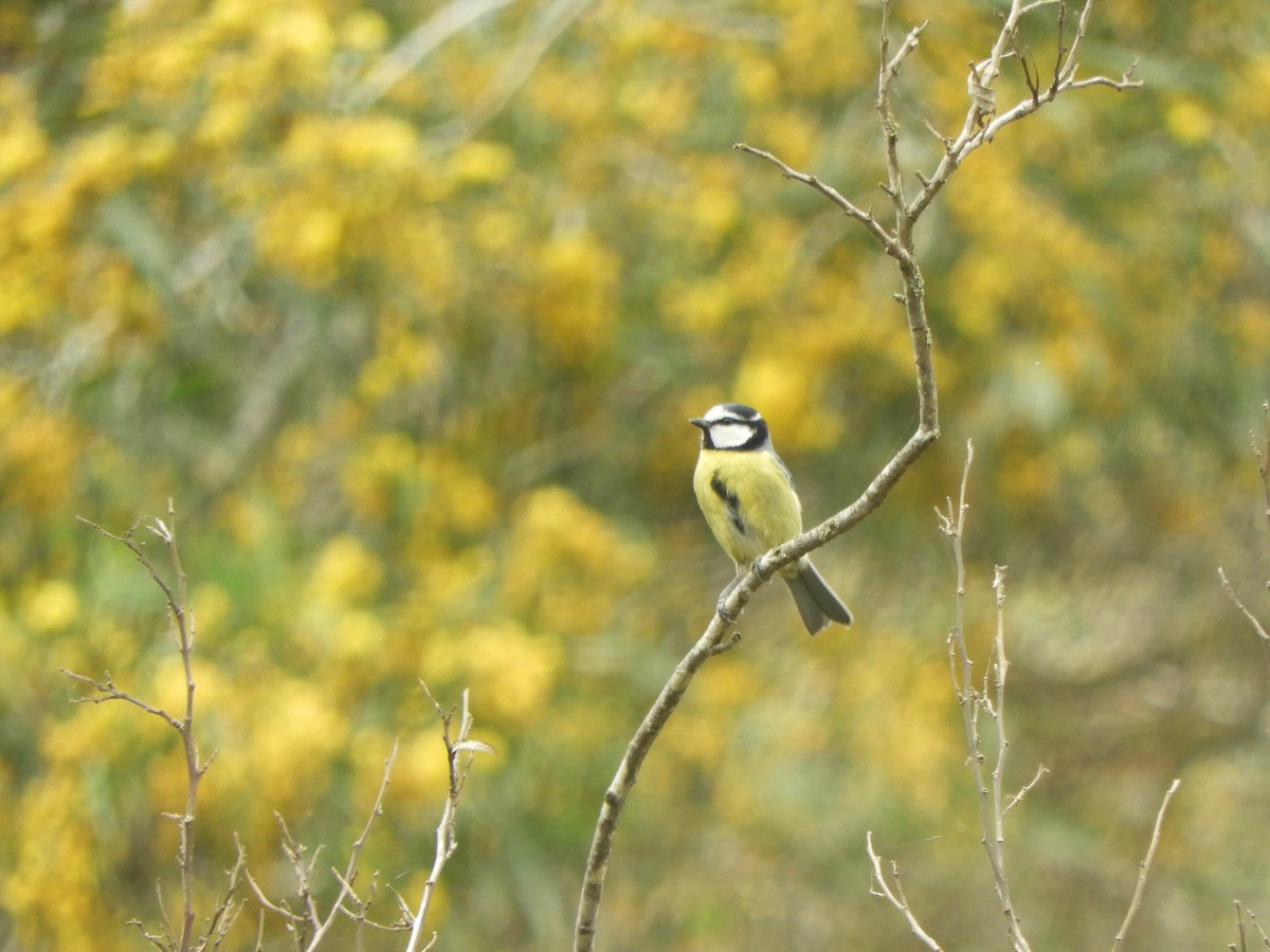 African Blue Tit - ML638332978