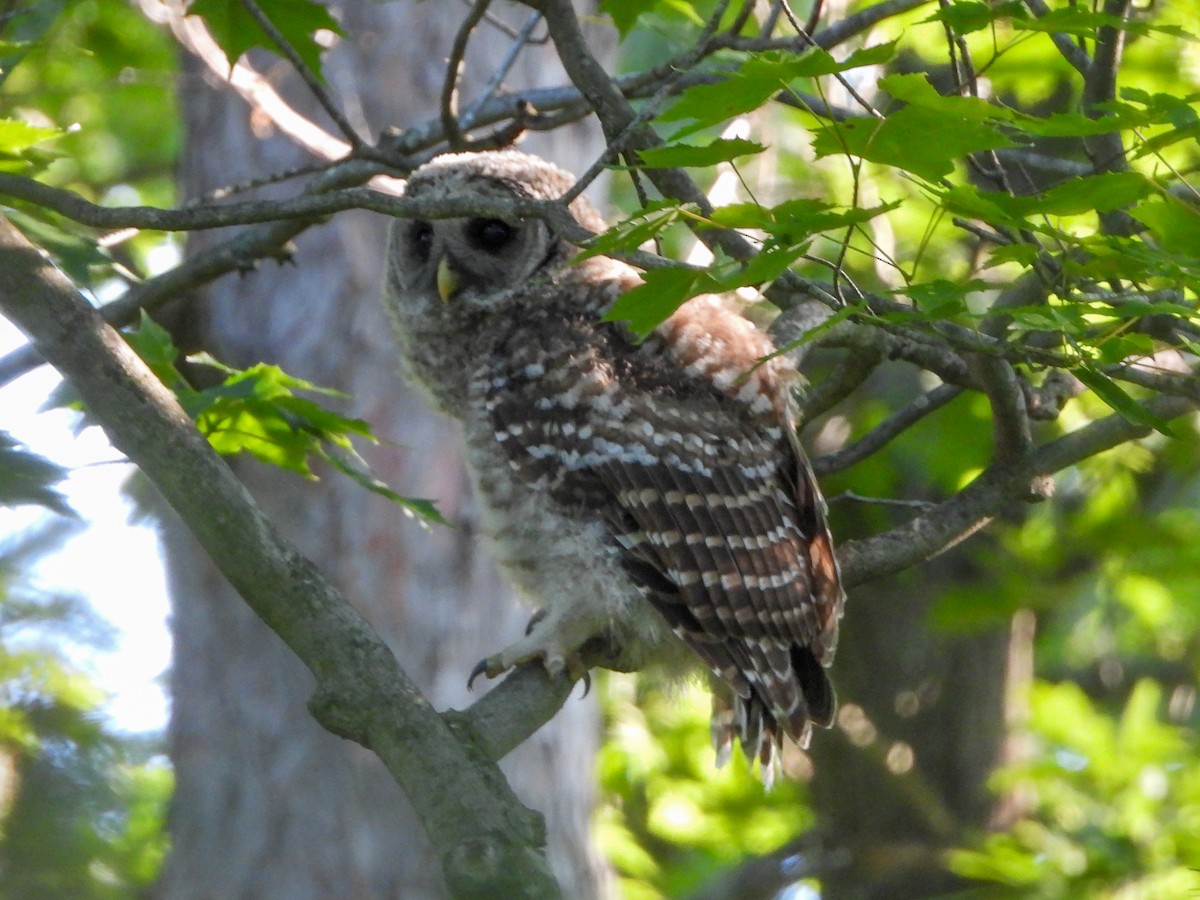 Barred Owl - ML638332980