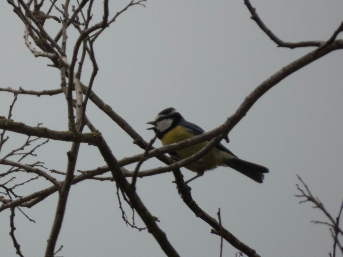 African Blue Tit - ML638332984