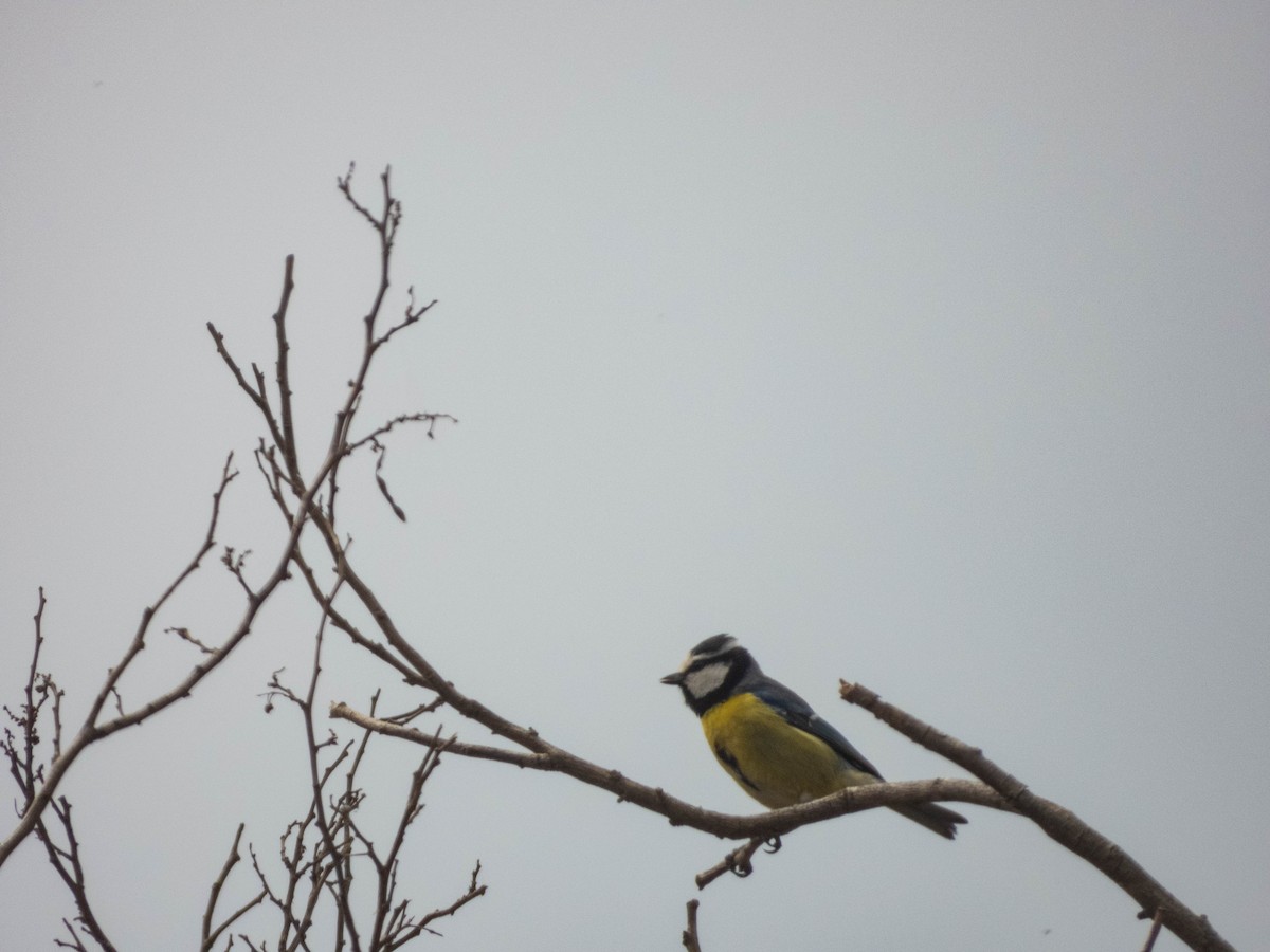 African Blue Tit - ML638332985