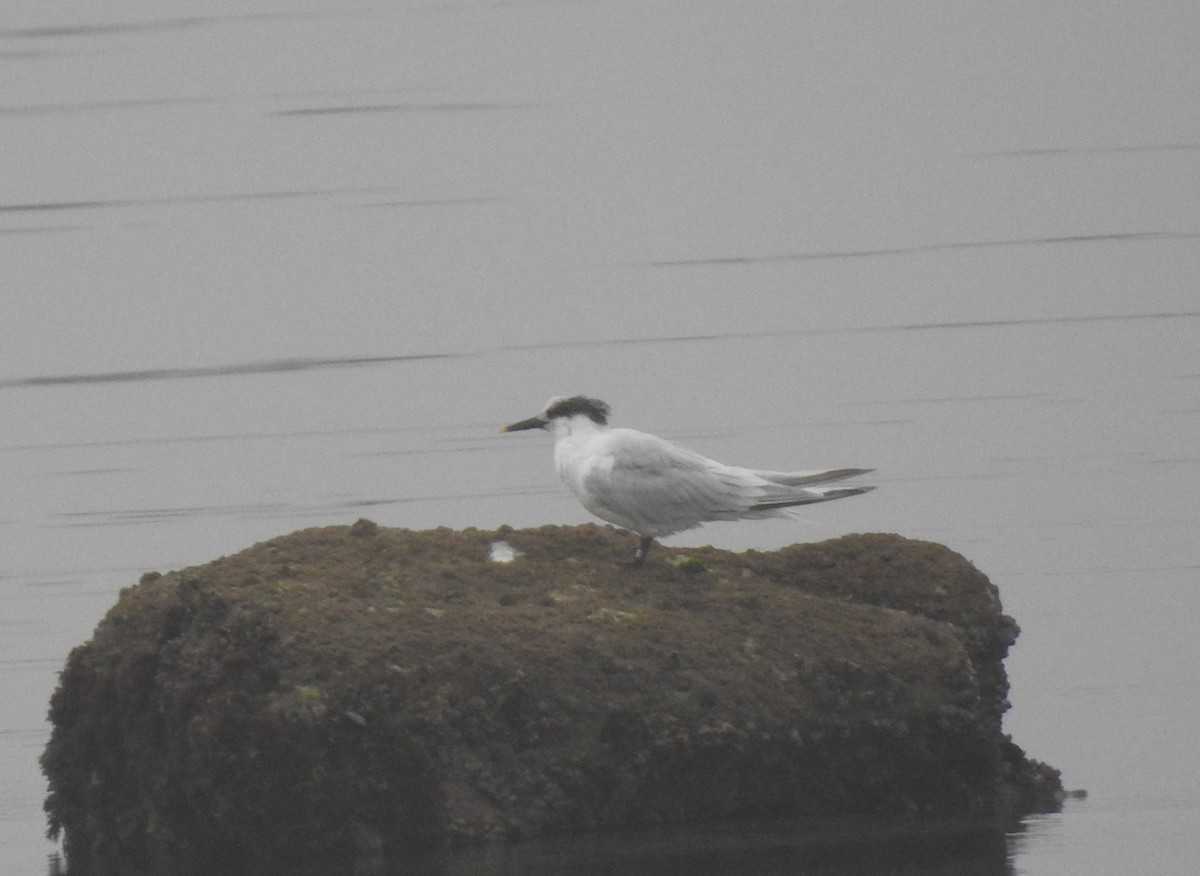 Sandwich Tern - ML638332990