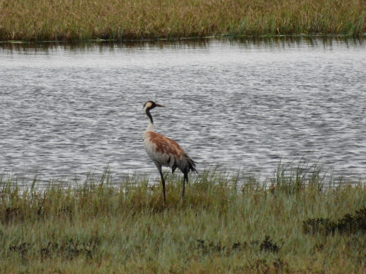 Common Crane - ML638332992