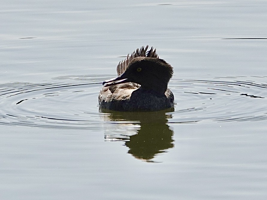 Hooded Merganser - ML638332993