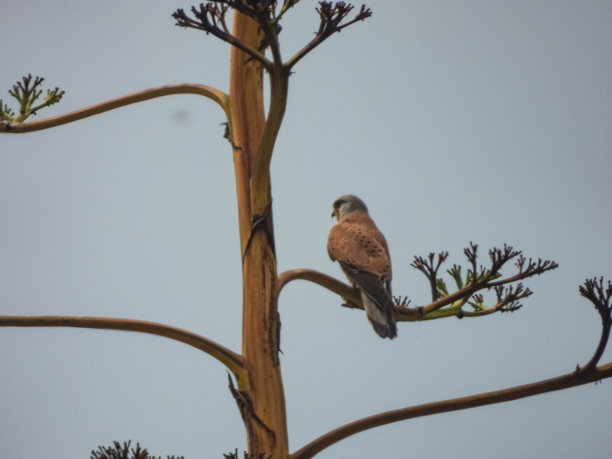Eurasian Kestrel (Eurasian) - ML638332996