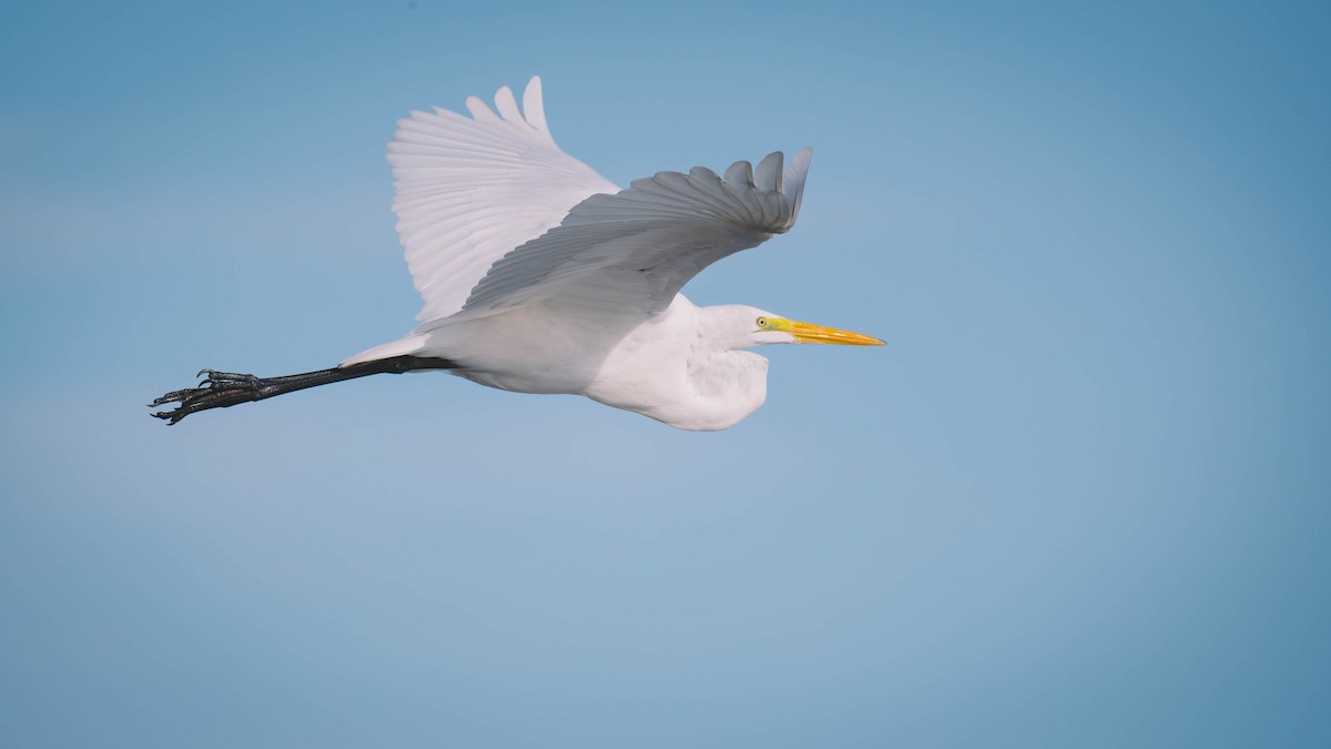 egretthegre - ML638333012