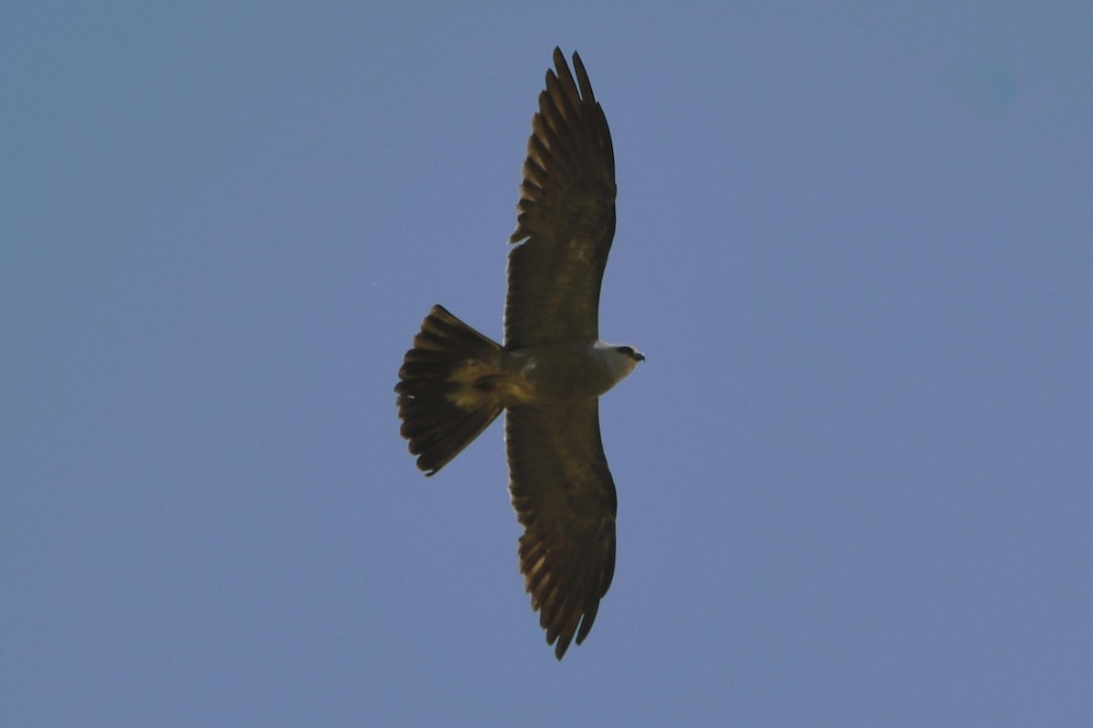 Missisipi Çaylağı - ML638333022