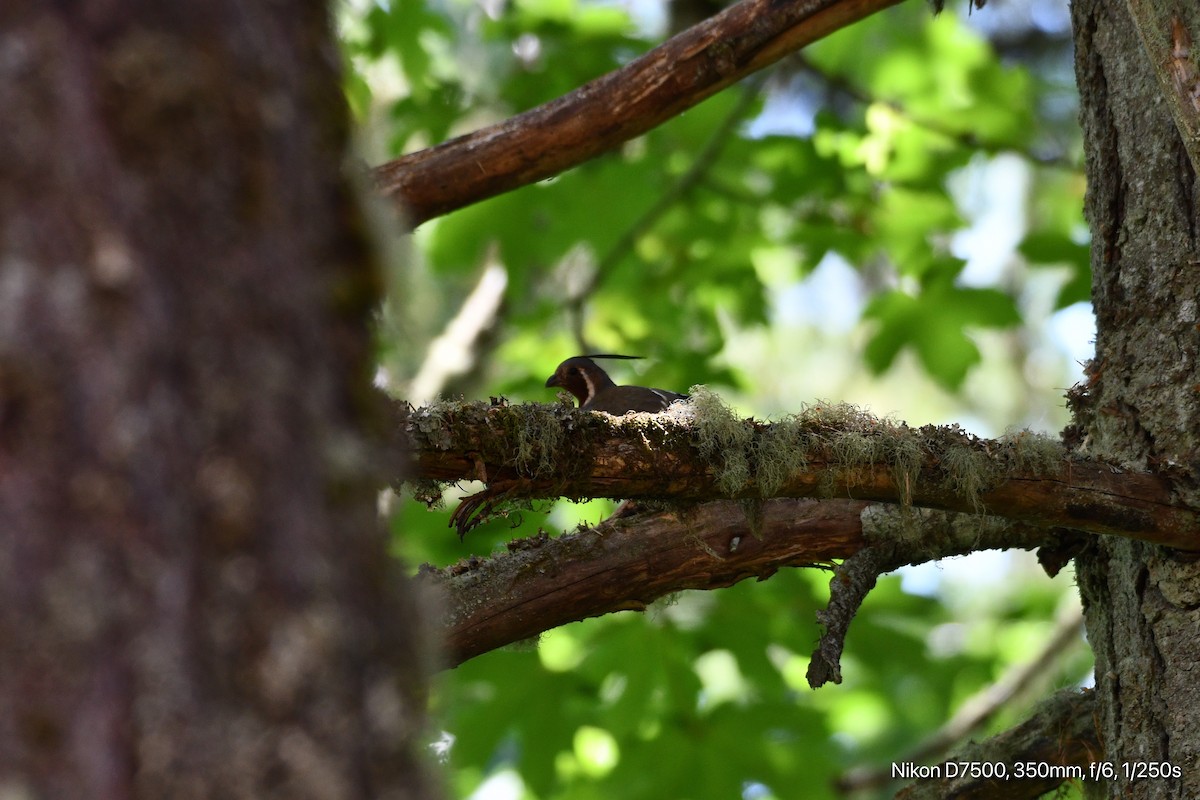 Mountain Quail - ML638333029