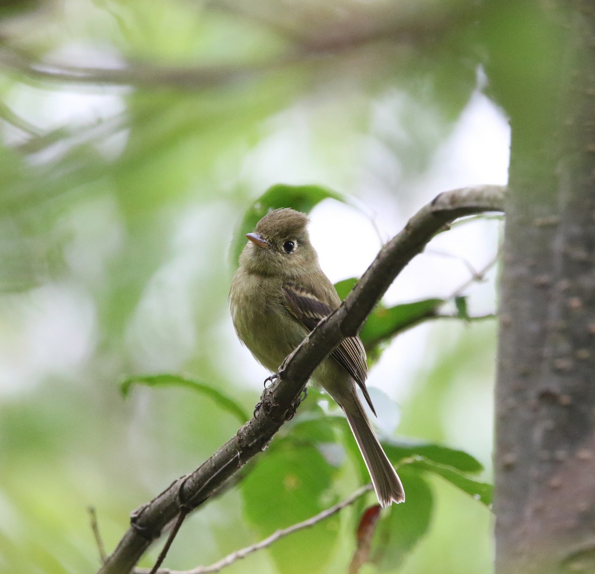 Western Flycatcher - ML638333034