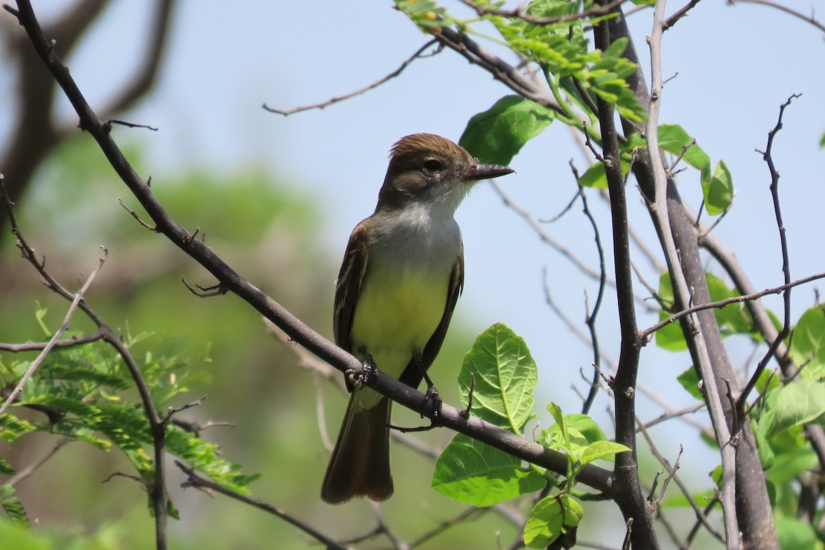Brown-crested Flycatcher - ML638333041