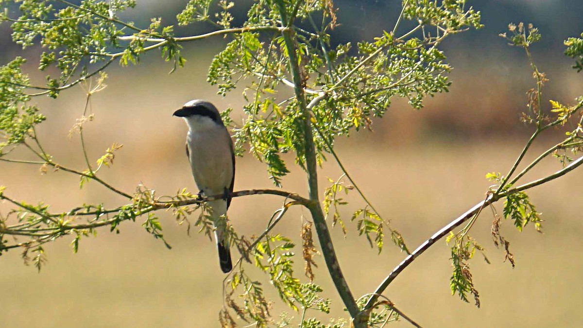 Red-backed Shrike - ML638333047
