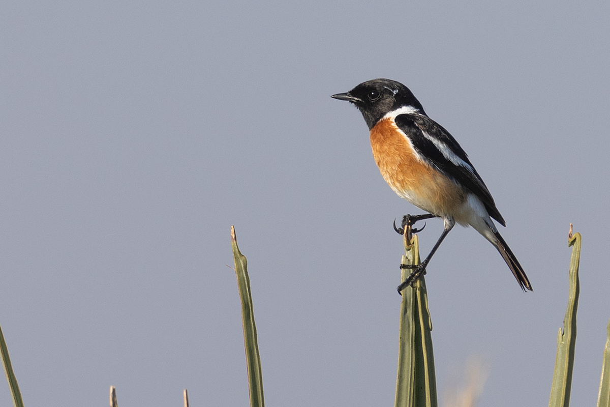 African Stonechat - ML638333064