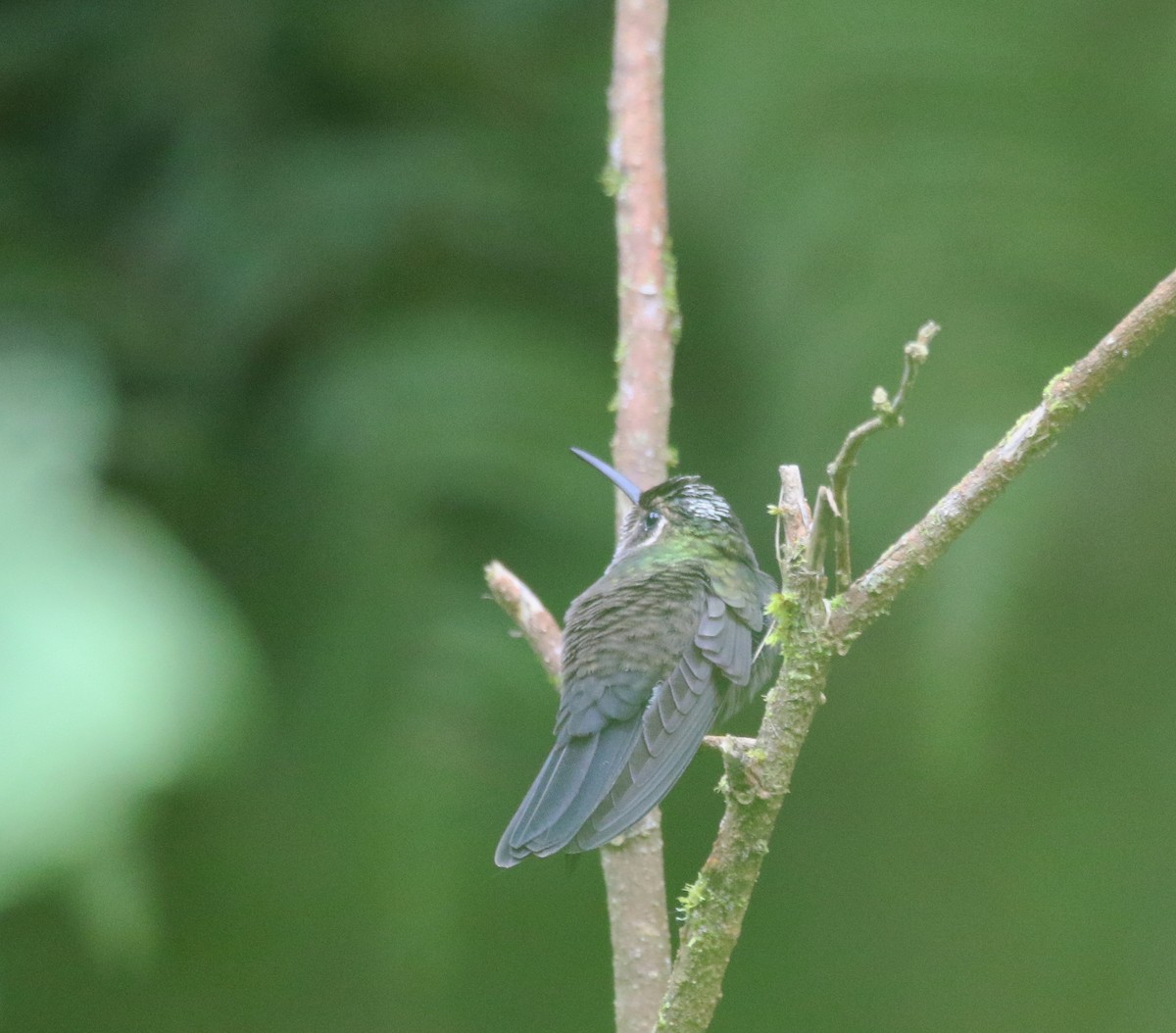 Amethyst-throated Mountain-gem (Violet-throated) - ML638333090