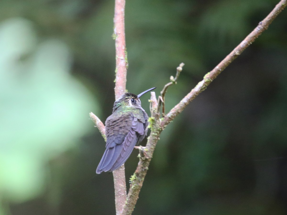 Amethyst-throated Mountain-gem (Violet-throated) - ML638333091