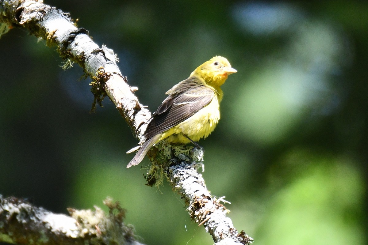 Western Tanager - ML638333109