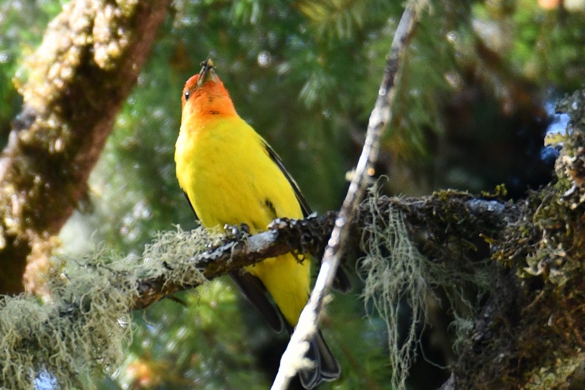 Western Tanager - ML638333110