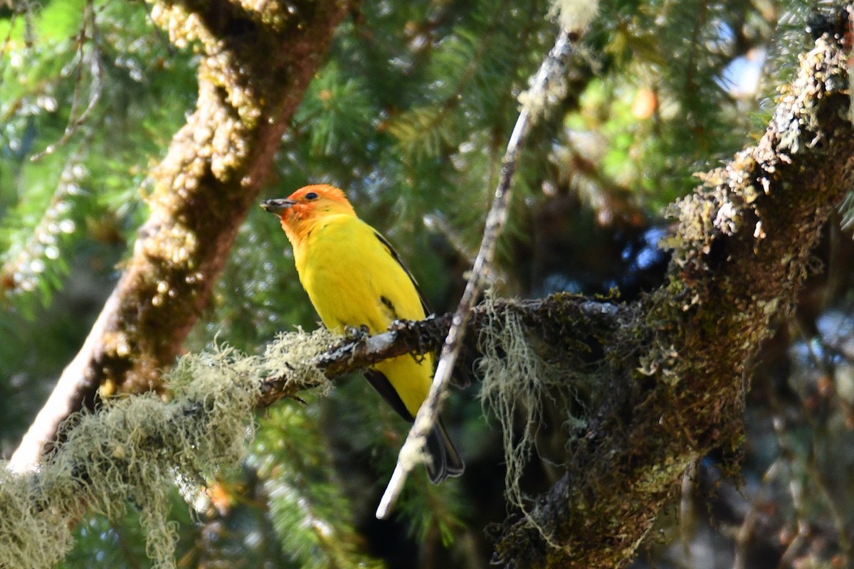 Western Tanager - ML638333111